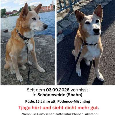 Suchmeldung-Tjago ängstlich-Bild