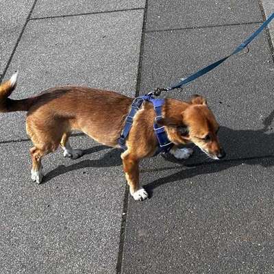 Suchmeldung-Angsthündin Nala-Bild