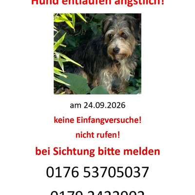 Suchmeldung-Angsthund Milky-Bild