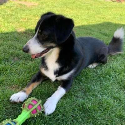 Suchmeldung-Lenny-Bild