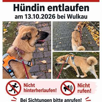 Suchmeldung-Hündin Trudi ängstlich-Bild