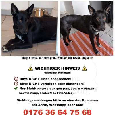 Suchmeldung-Angsthündin-Bild