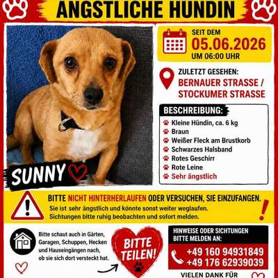Suchmeldung-Sunny Angsthündin-Bild