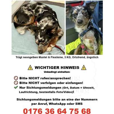Suchmeldung-Angsthund-Bild