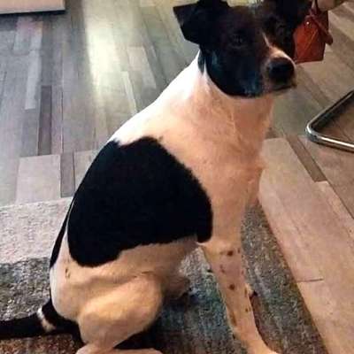 Suchmeldung-Charly-Bild