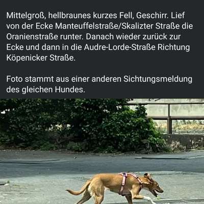 aktuelles Foto Gruppe Entlaufene Gefundene oder gesichtete Hunde Raum Berlin Brandenburg