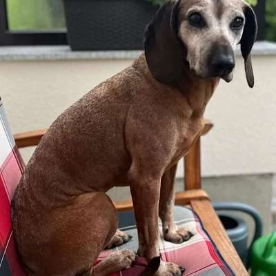Suchmeldung-Kira Ängstlich-Bild