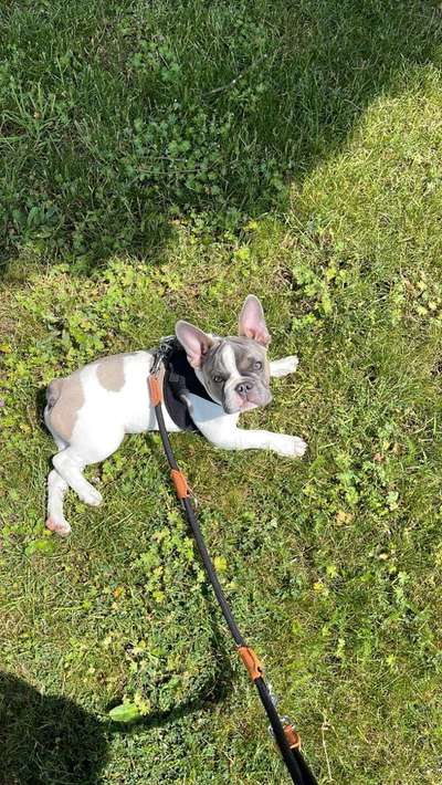 Französische Bulldoggen-Beitrag-Bild