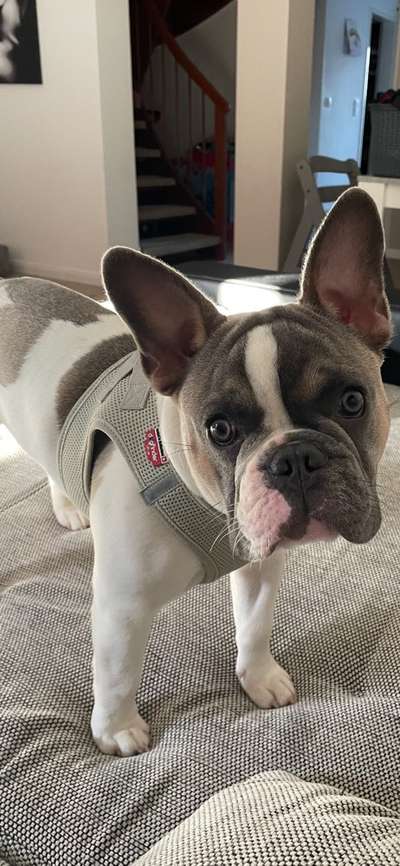 Französische Bulldoggen-Beitrag-Bild