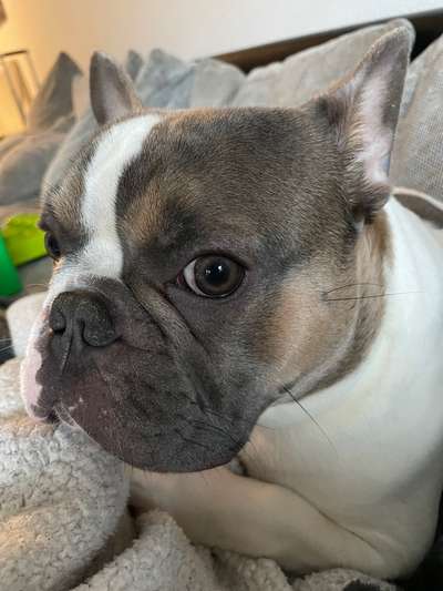 Französische Bulldoggen-Beitrag-Bild