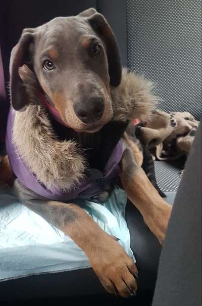 Welpen Bilder !-Beitrag-Bild