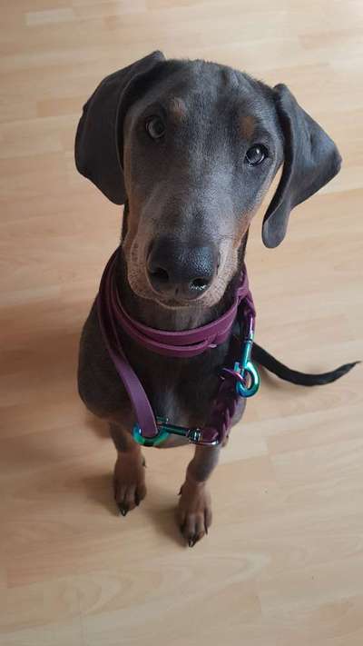 Welpen Bilder !-Beitrag-Bild