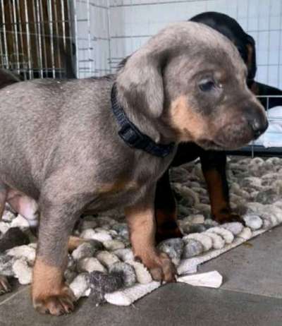 Welpen Bilder !-Beitrag-Bild