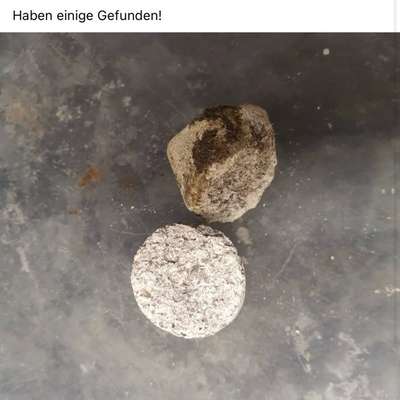 Giftköder-(Vermutlich) Rattengift-Bild