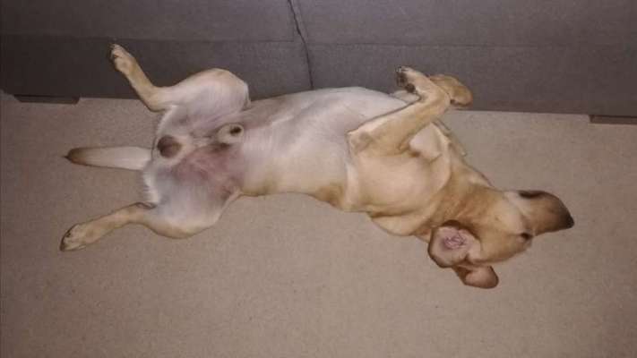 Dogorama Photo Challenge - Zeigt her eure Bäuche-Beitrag-Bild