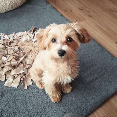 Hundetreffen-Gassirunde mit Eddy-Bild