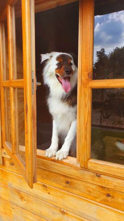 Zeigt eure verrücktesten Hundebilder-Beitrag-Bild