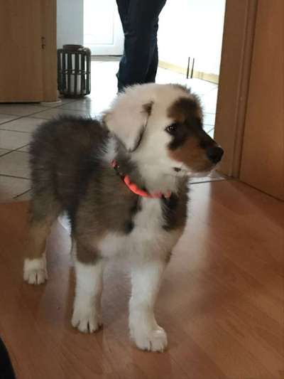 Welpen Bilder !-Beitrag-Bild