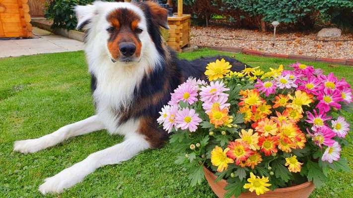 Die Dogorama Kalender Challenge Titelbild-Beitrag-Bild