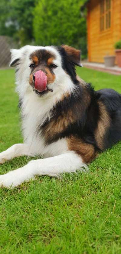 Fotochallenge Nr. 59 - Mein Hund zeigt die Zunge-Beitrag-Bild