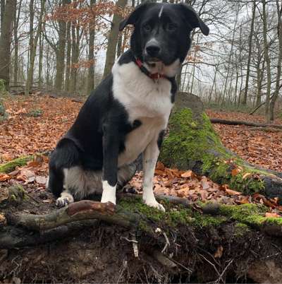 Hundetreffen-Gemeinsame Gassirunde-Bild