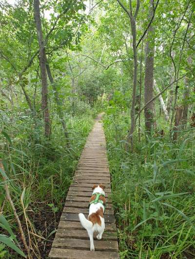 Foto Challenge Thema "Brücke"-Beitrag-Bild