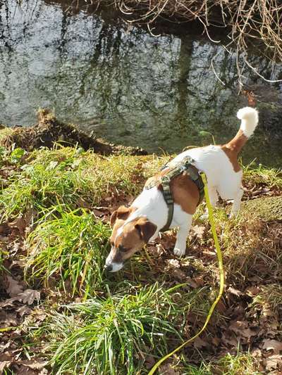 Geschirr Empfehlungen, Parson Russel-Beitrag-Bild