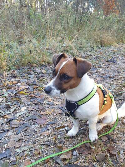 Jack Russel-Beitrag-Bild