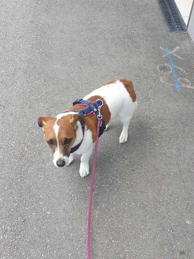 Geschirr Empfehlungen, Parson Russel-Beitrag-Bild