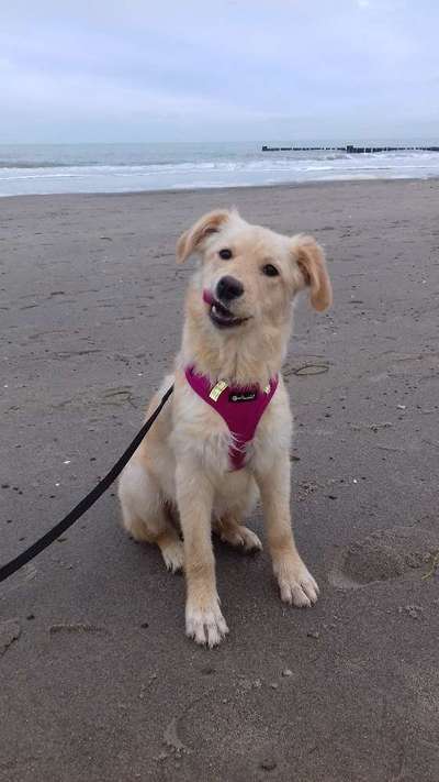 Welpen Bilder !-Beitrag-Bild