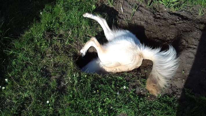 Mischlingshunde Foto Aufruf-Beitrag-Bild