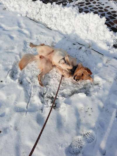 Dogorama Photo Challenge - Es wird nochmal kalt!-Beitrag-Bild