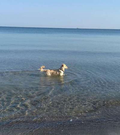 Mischlingshunde Foto Aufruf-Beitrag-Bild