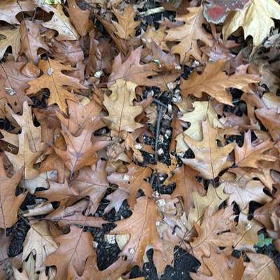 Giftköder-Möglicherweise Giftköder-Bild