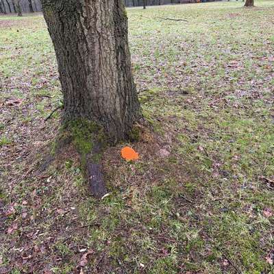 Giftköder-Rattengift-Bild