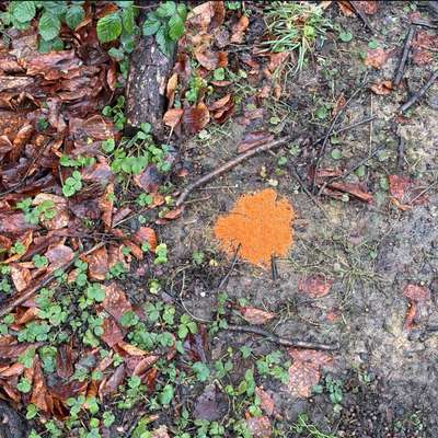 Giftköder-Rattengift am Baum-Bild