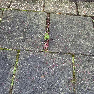 Giftköder-Rotes Granulat (vielleicht Rattengift)-Bild