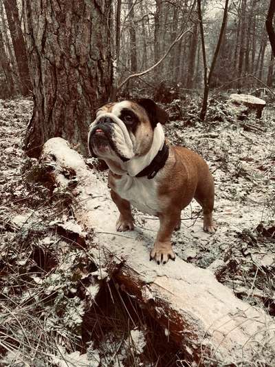 Hundetreffen-Treffen mit Englischer Bulldogge-Bild