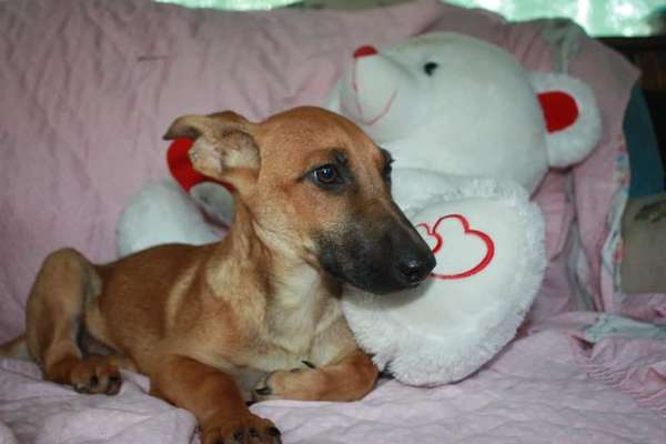 Welpen Bilder !-Beitrag-Bild