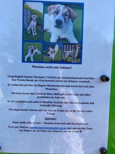 Tierschutzhunde suchen ein Zuhause-Beitrag-Bild