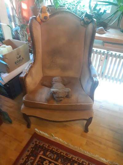 Wie ich meine Tiere verabschiede-Beitrag-Bild