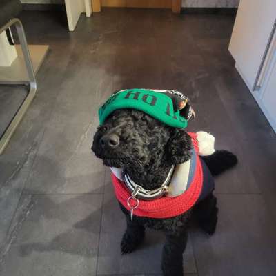 aktuelles Foto Gruppe Pudel