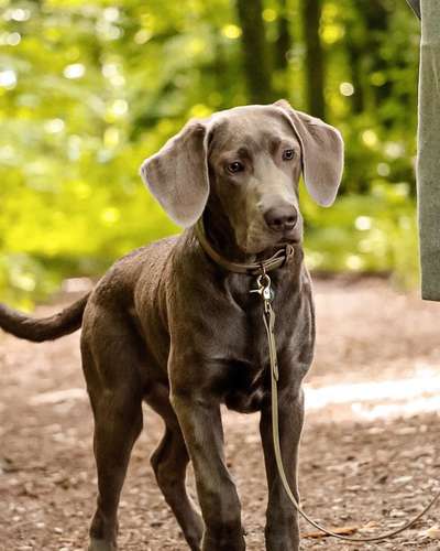 Hundetreffen-Spieltreff für große Hunde zwischen 5-8 Monate-Bild