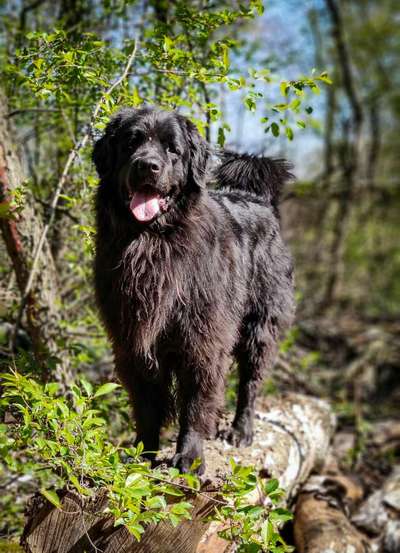 Hundeauslaufgebiet-Babcock-Bild