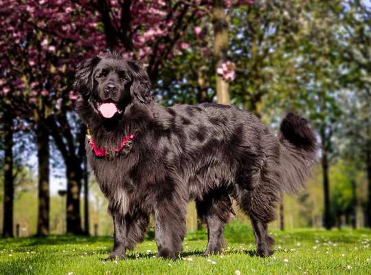 Hundetreffen-Molosser treffen-Bild