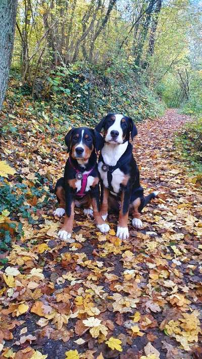 Weitere Große Schweizer Sennenhunde (oder andere große Rassen) hier?-Beitrag-Bild