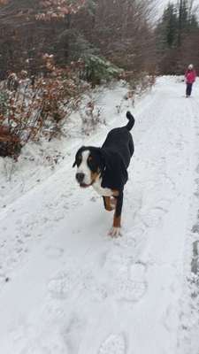 Hundetreffen-Spielen und Spazieren-Bild