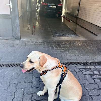 Hundetreffen-Sozialkontakt braucht noch Struktur-Bild