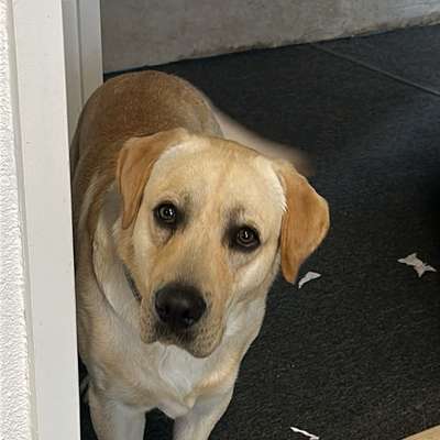 Hundetreffen-Treffen mit Freunden:))-Bild