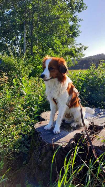 Seltene Rassen!-Beitrag-Bild